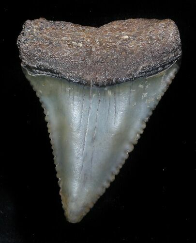 Serrated, Fossil Great White Shark Tooth - Florida #34776